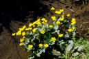 Sumpfdotterblume - Caltha palustris * 1217 x 807 * (414KB)